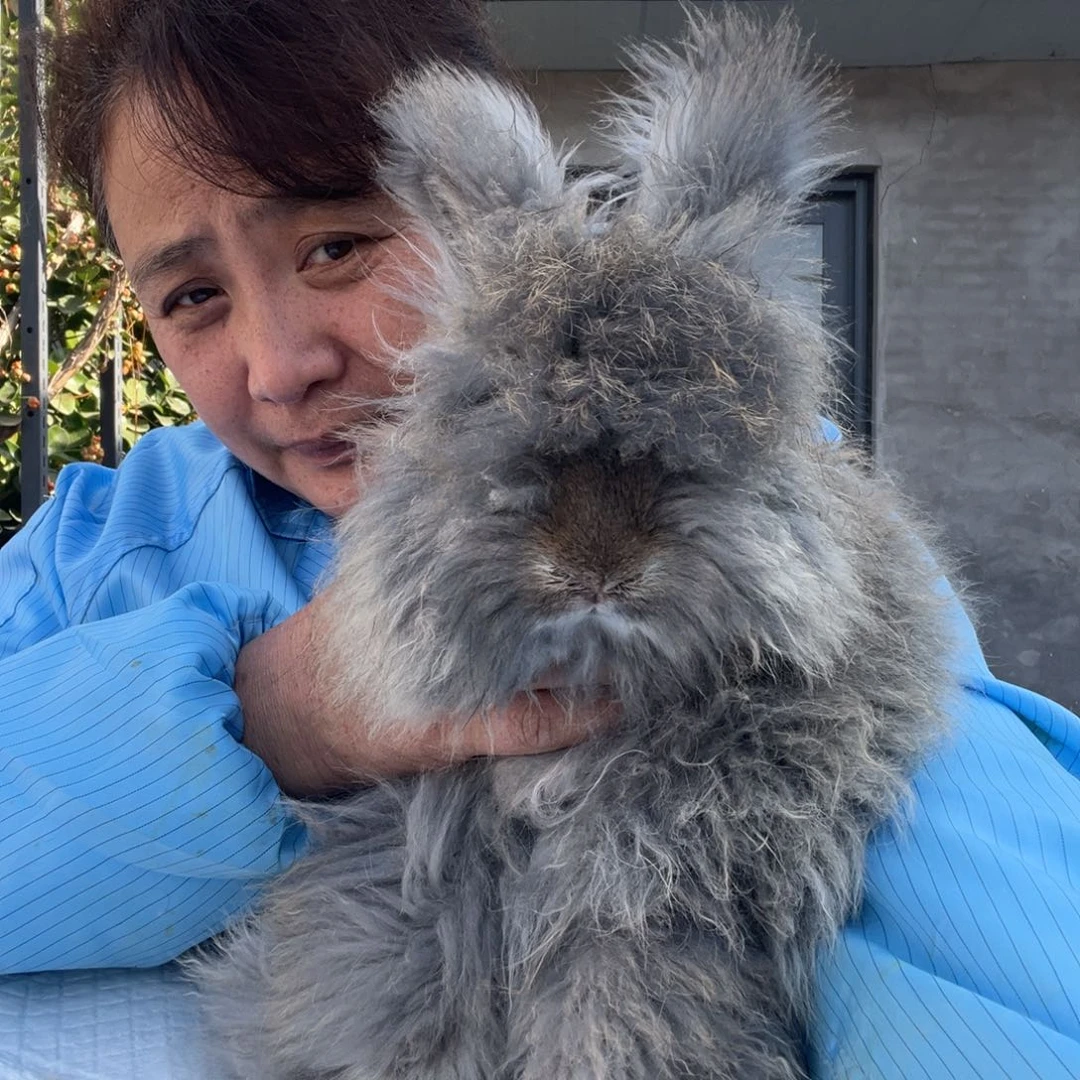 英系安哥拉宠物兔子