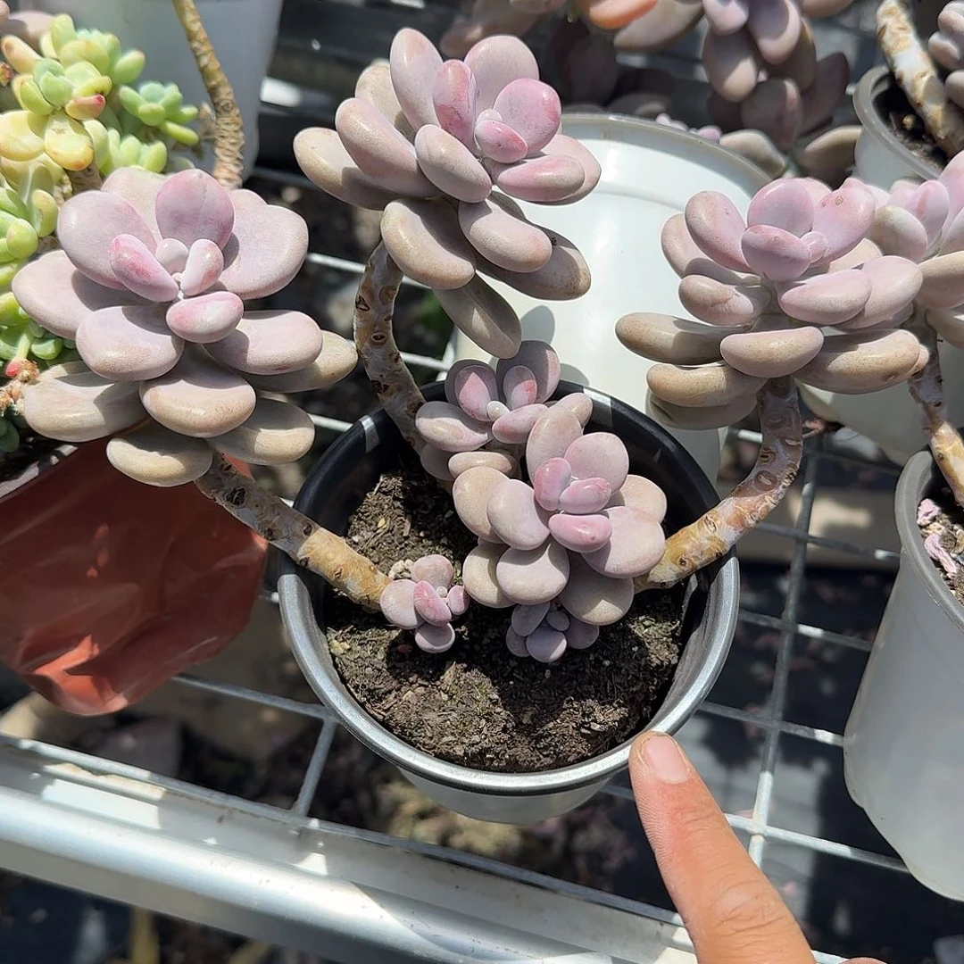 悬崖桩桃蛋多肉植物