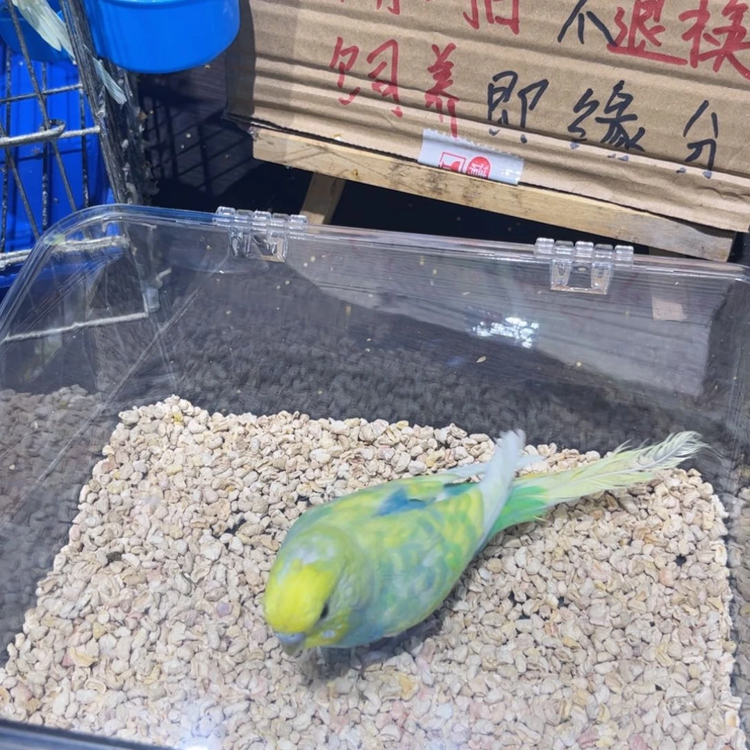 虎皮鹦鹉金彩虎皮鹦鹉，一物一拍不退换竞拍