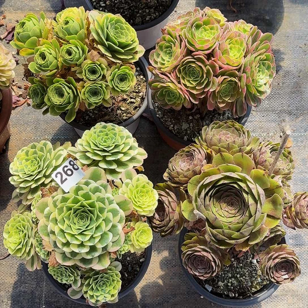 268四颗半木质桩多肉