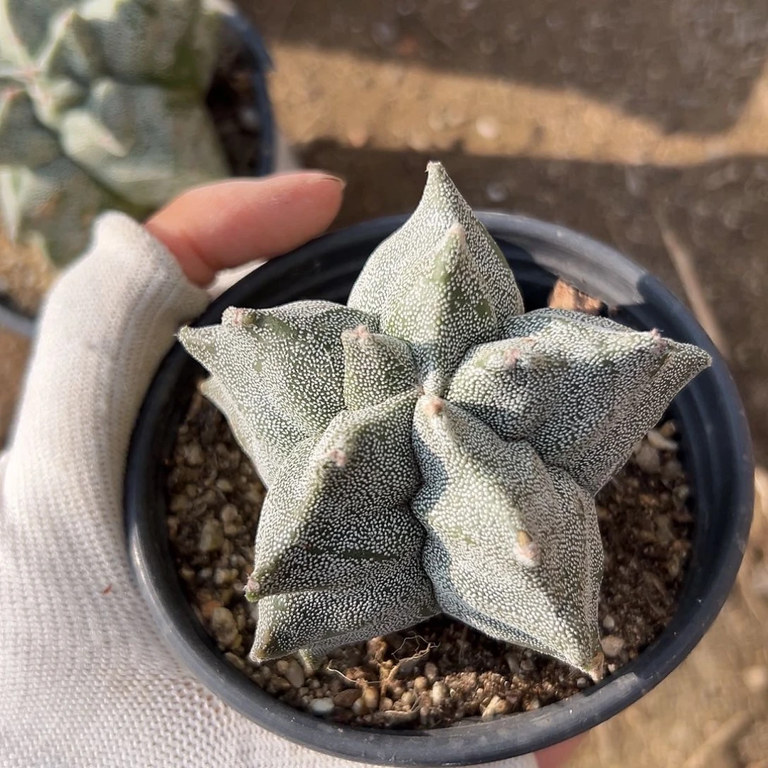 龟甲兜杜呃呃呃呃呃呃呃呃