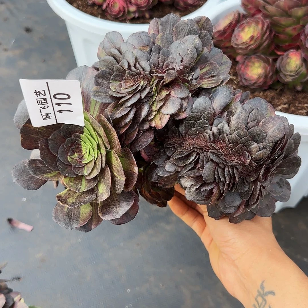 幸*草110多肉 花月夜缀法师