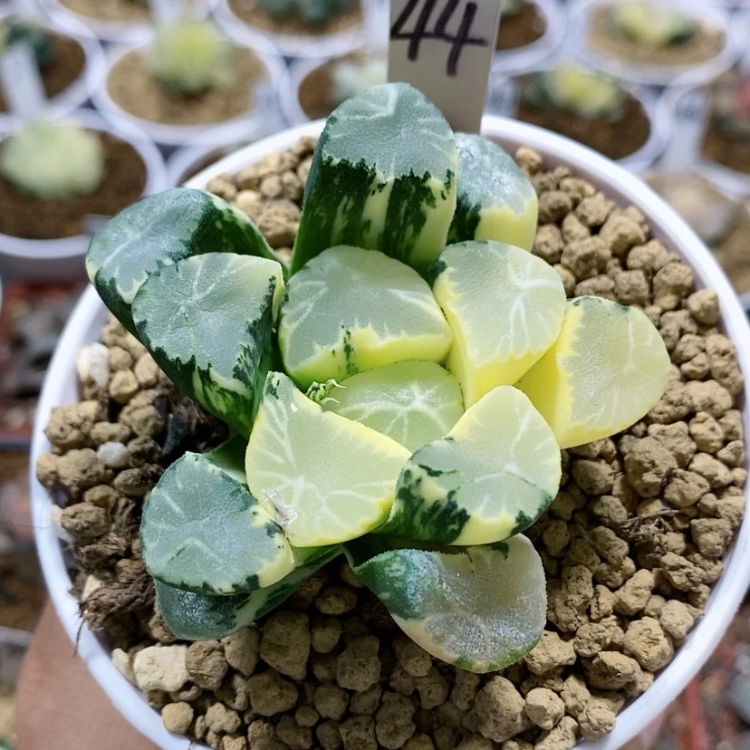 【闪购商品】44霸王