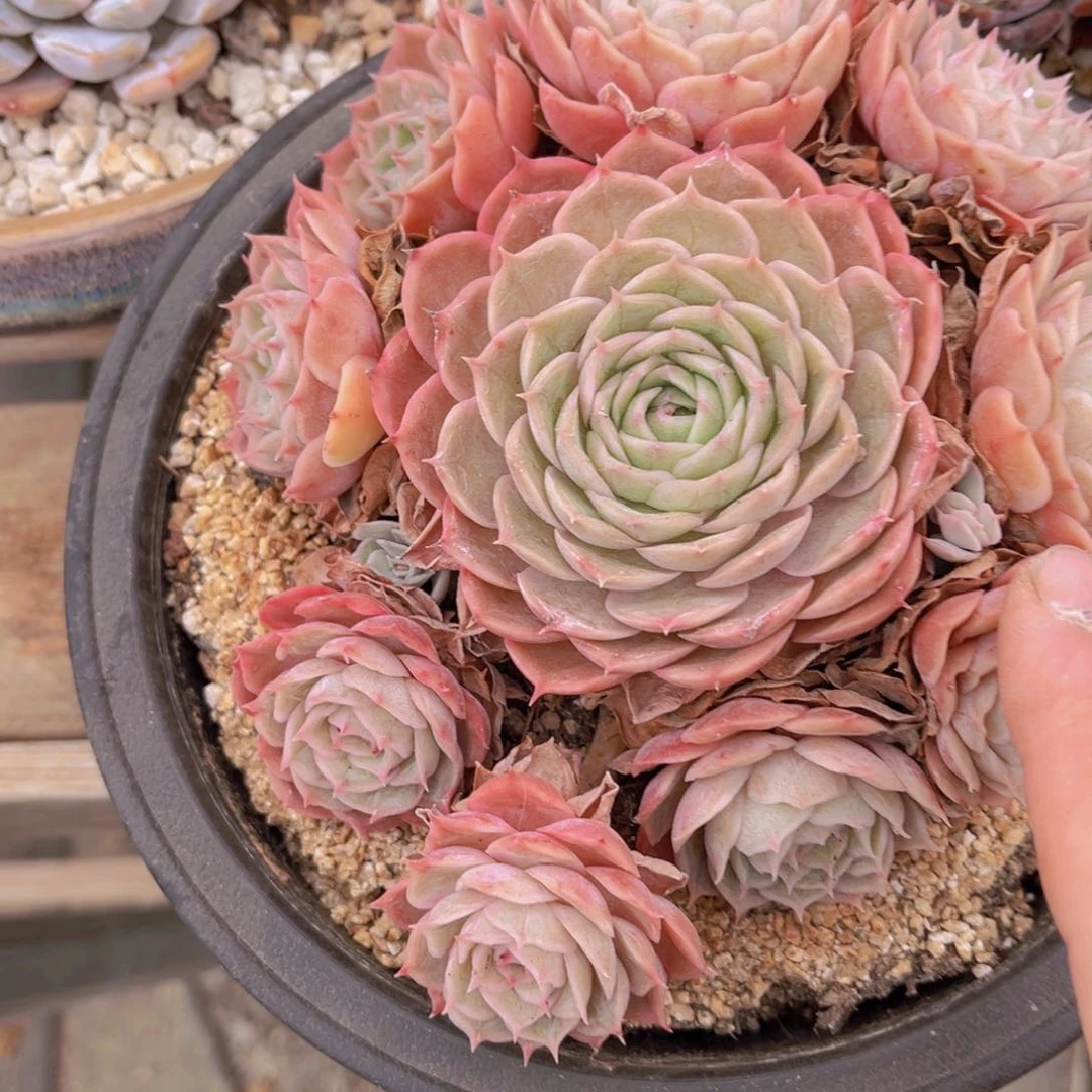 多肉植物的繁殖方式