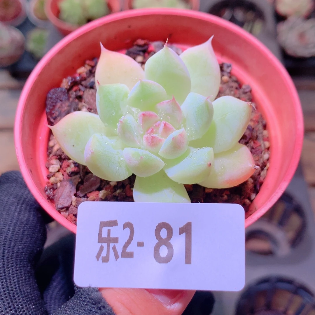 乐然2-81 新品单头