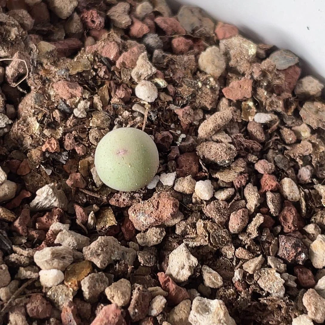 13-19肉锥433v嘴肉锥