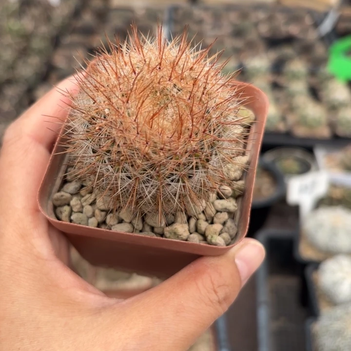 实生红神玉好养皮实择优发