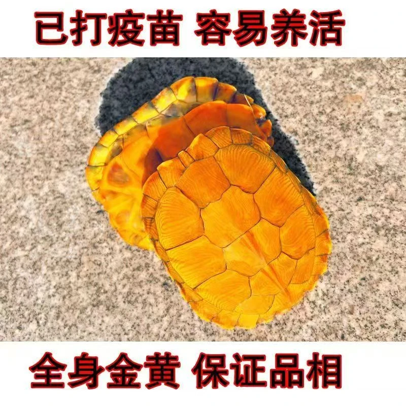 【发财黄金龟】招财黄金龟家养小乌龟活体龟宠物龟活物巴西龟观赏龟