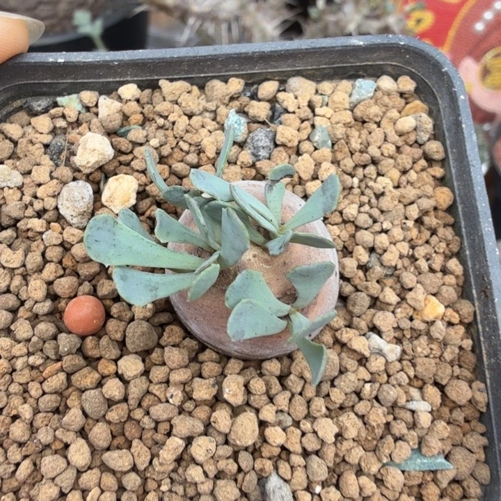 格加厚墩菊（满28包邮）