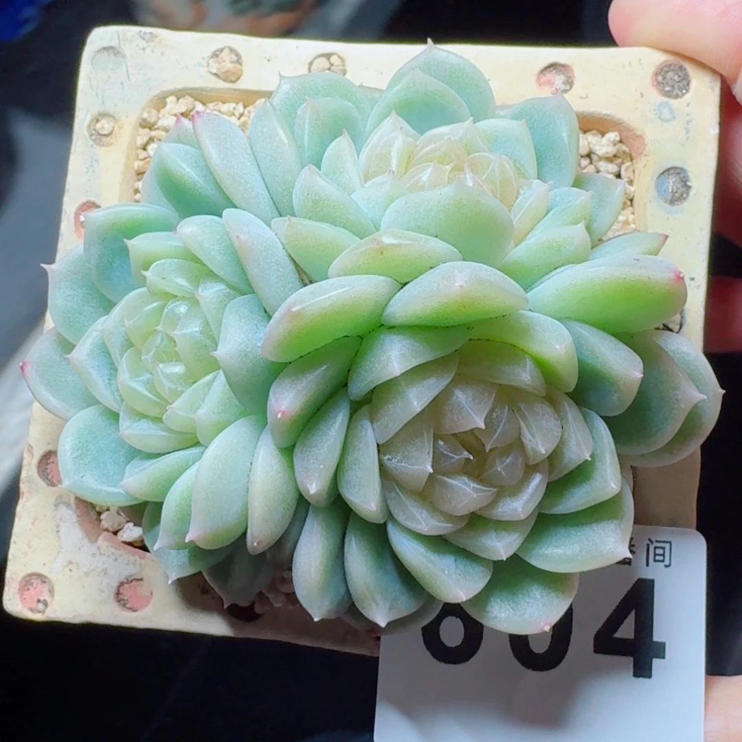 母本泼天富贵      愿你一路坦途，乘风破浪展宏图