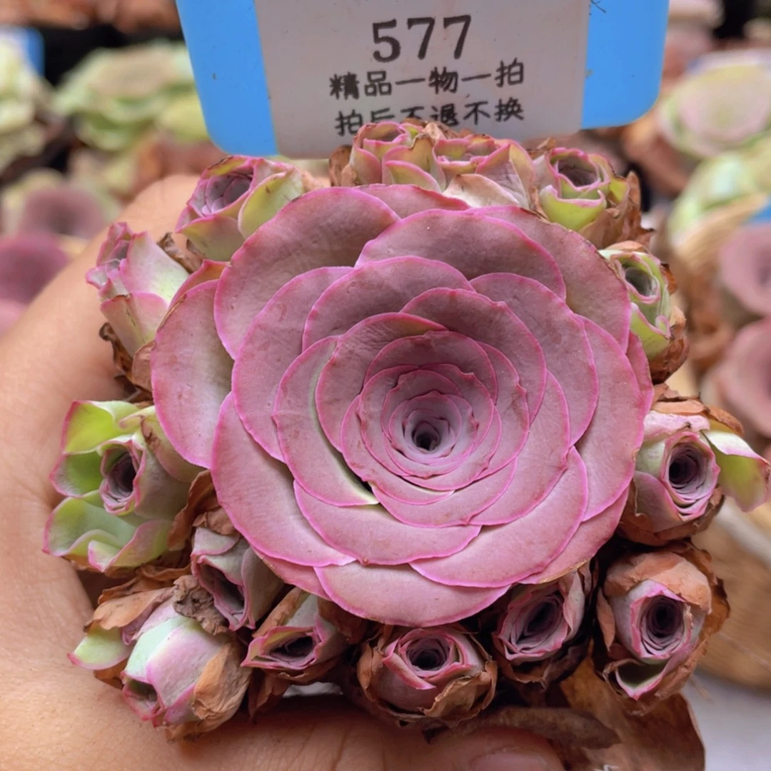 山地玫瑰577断枝不包损不售后