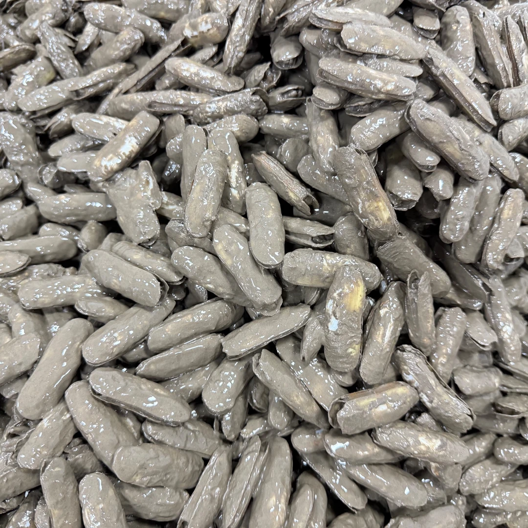 宁海长街野生蛏子王（带泥发货)海鲜