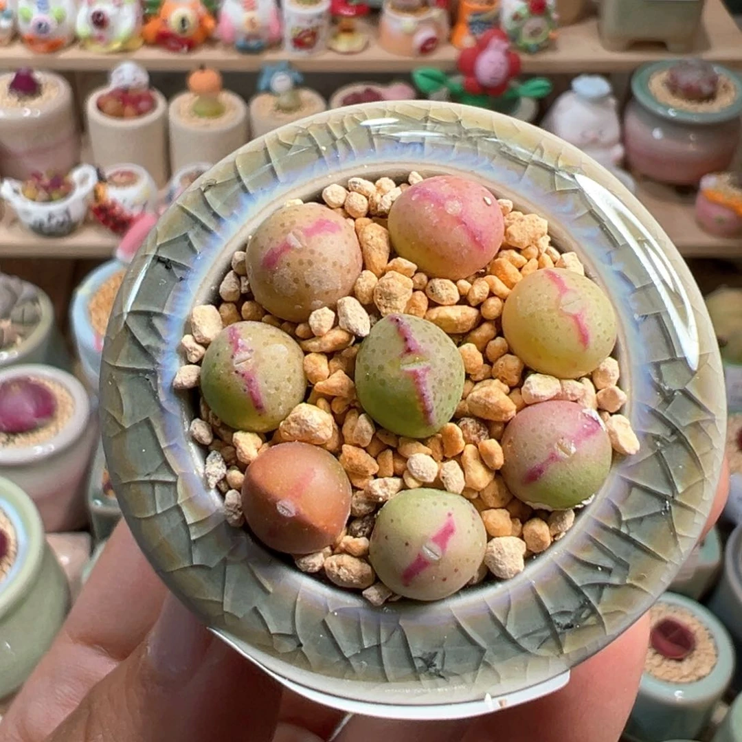 多肉植物70号少将