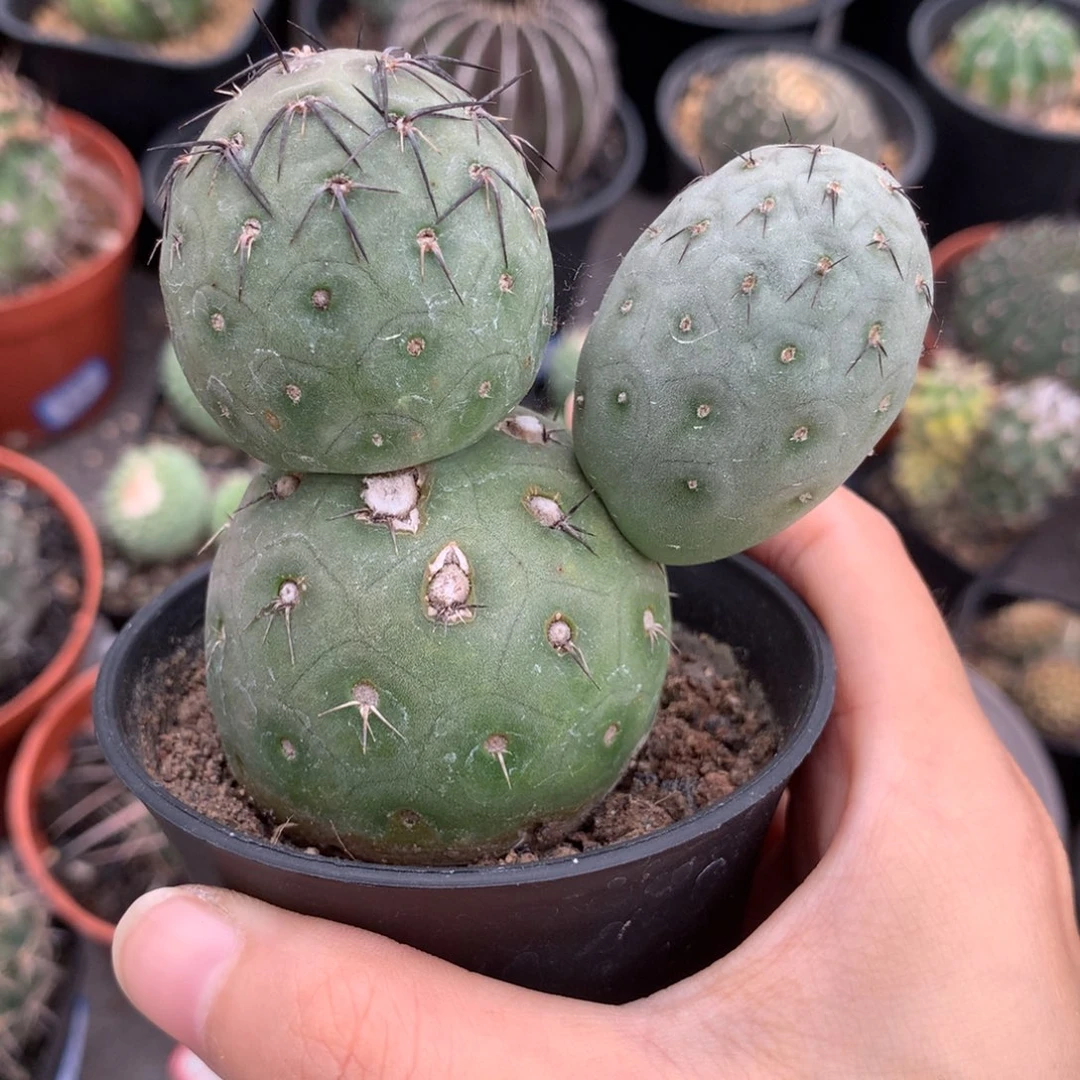 仙人球仙人球仙人球仙人球