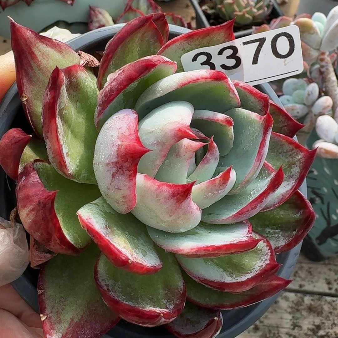 惊鸿仙子 3370.........