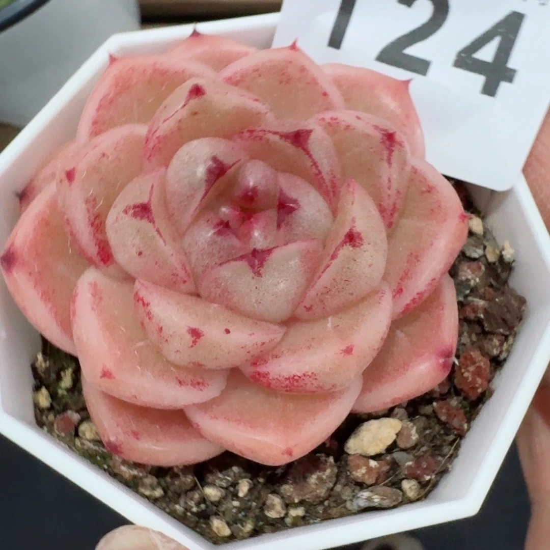 m100      愿你一路坦途，乘风破浪展宏图