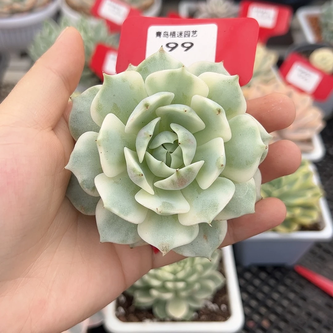露娜莲锦多肉植物