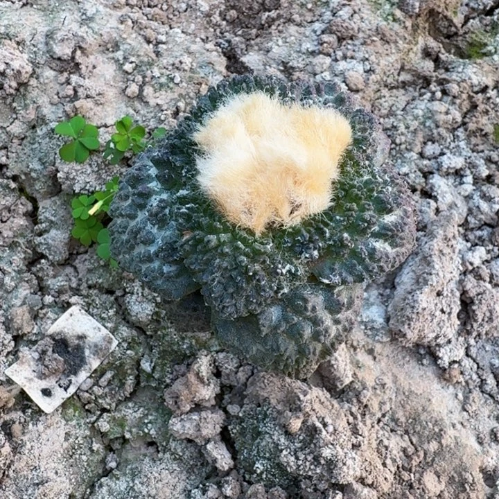 635炸尤哥斯拉牡丹仙人球