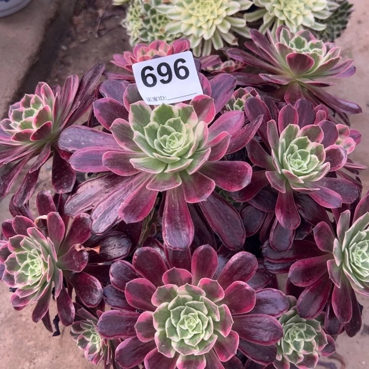 696白婚纱25厘米左右