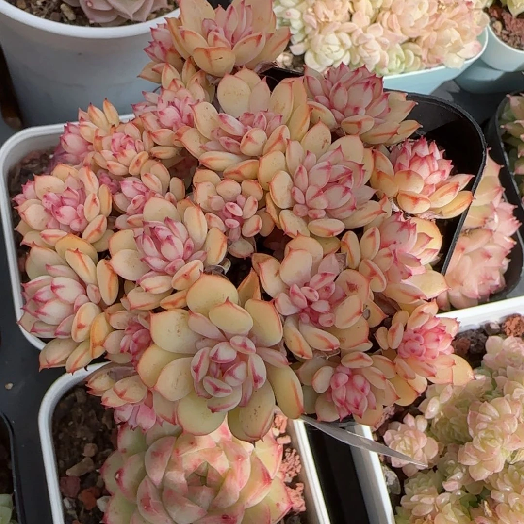 花语逸境0222-241