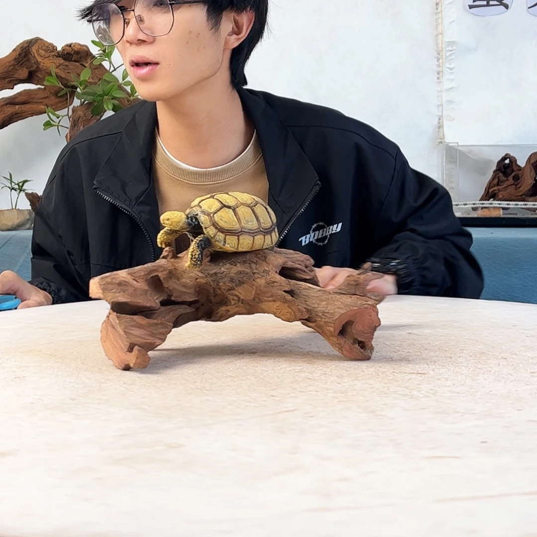 沉木造景爬宠造景