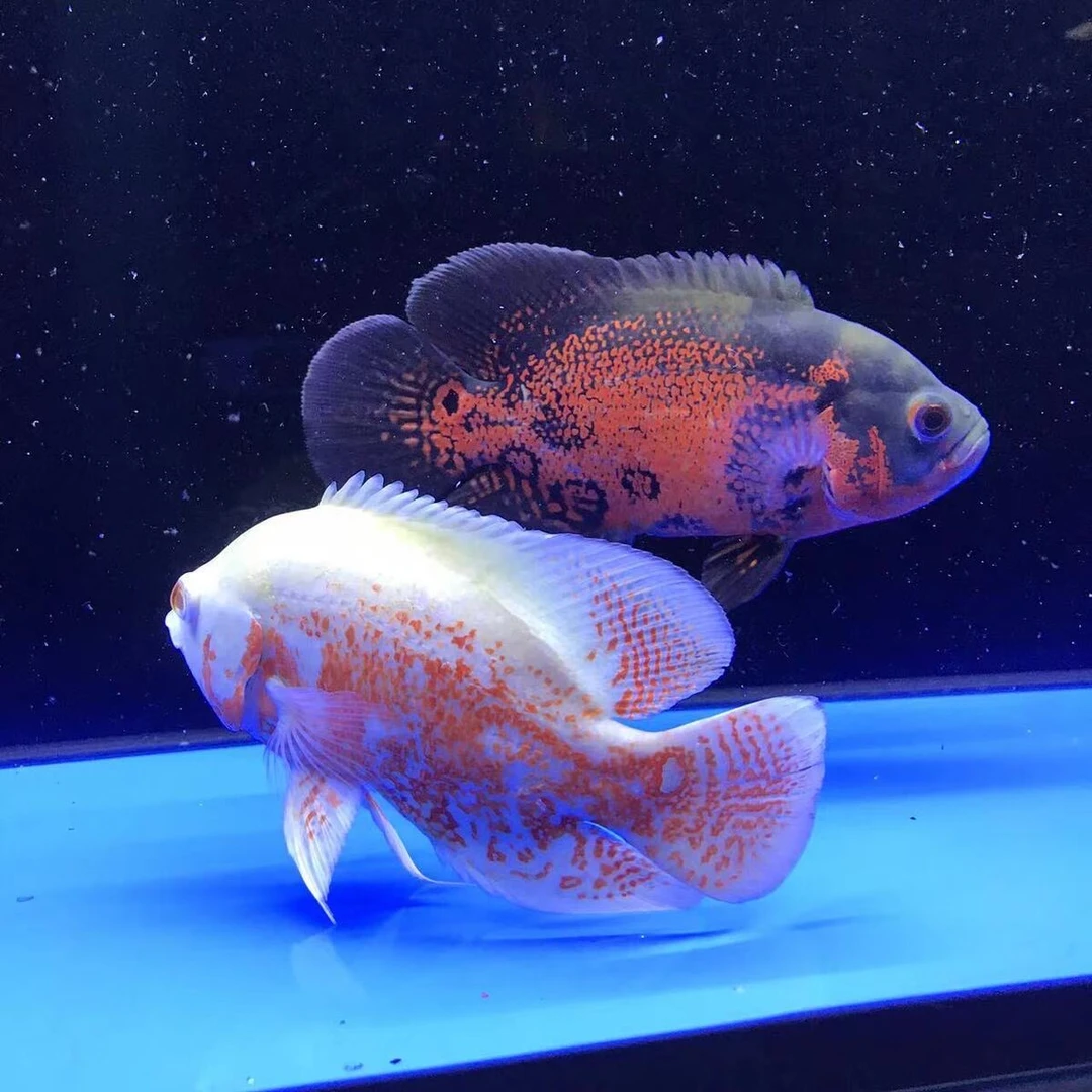 包邮地图鱼养殖猪仔鱼黑地图鱼红地图鱼热带观赏鱼活体发财鱼