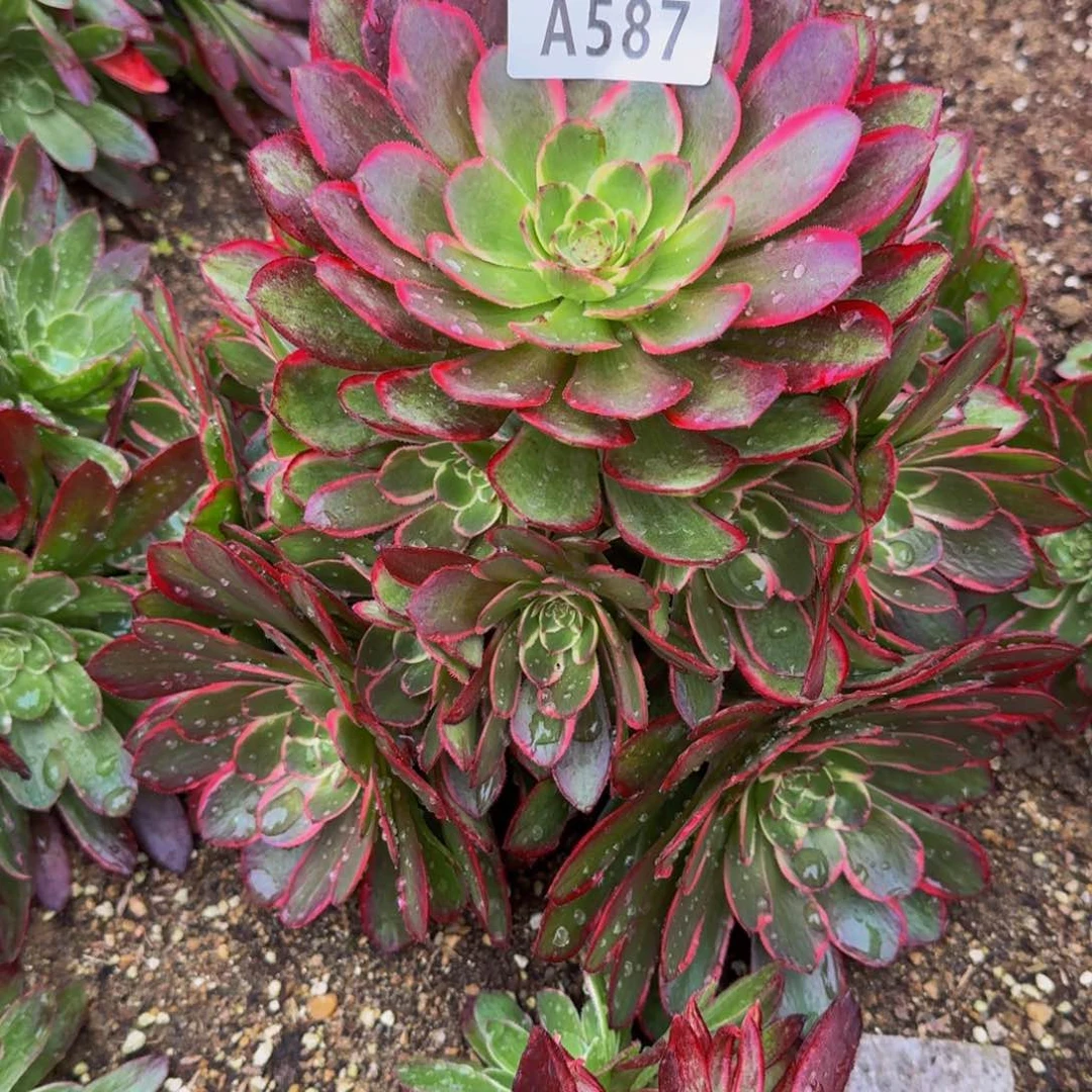 587粉花妖多肉植物