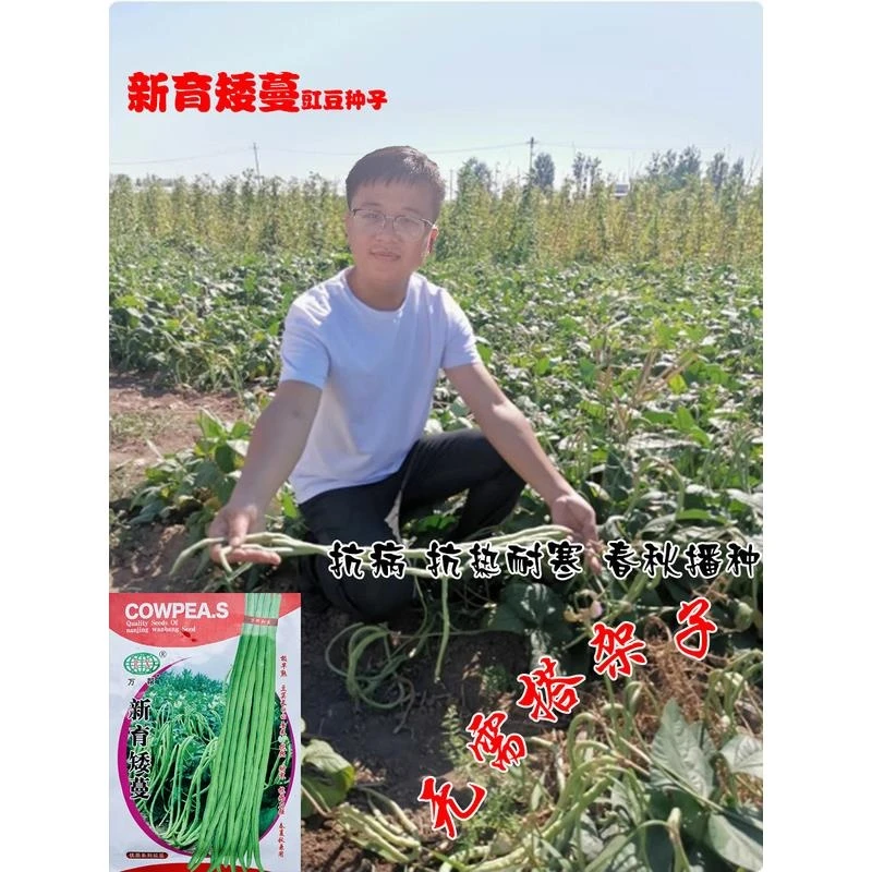 新育短蔓无架长豆角种子四季豆种孑豇豆高产蔬菜籽种菜蔬菜种子