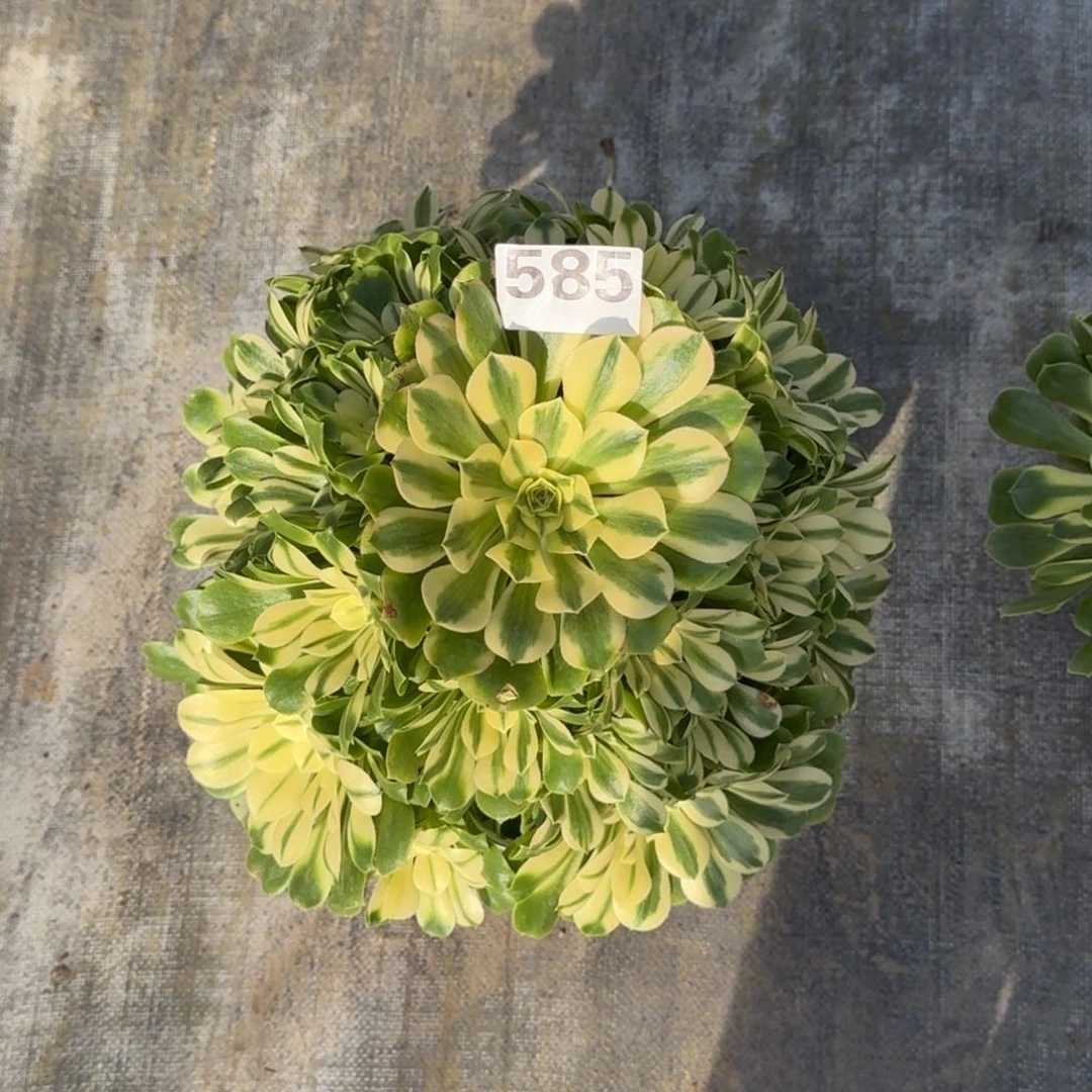 ?***?585！辛尼亚法师多肉植物