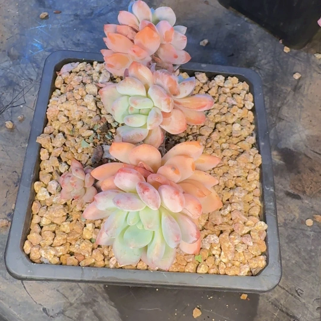 心***情多肉植物的生长发育和