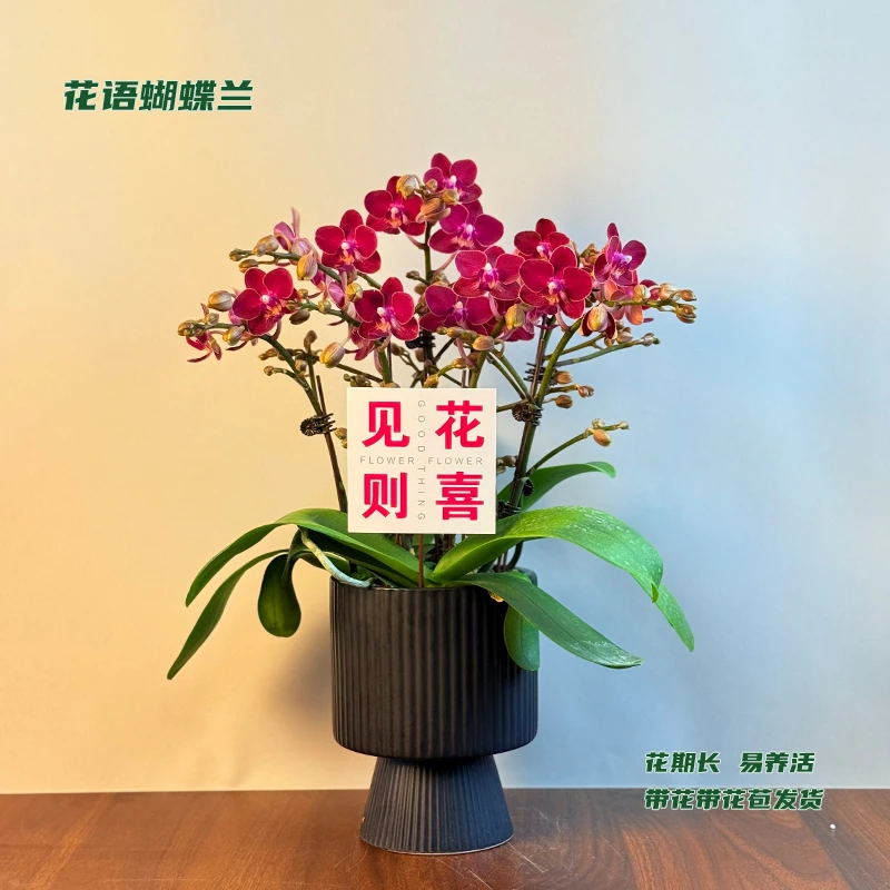 蝴蝶兰【香妃】 带花带花苞发货 室内客厅阳台花卉 好养易活