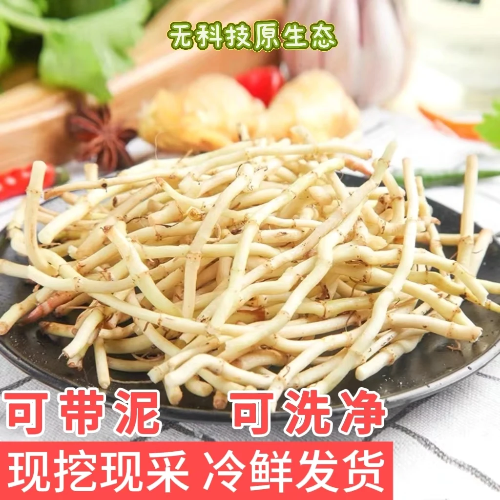 农家现挖鱼腥草折耳根带泥湖北特产凉拌折耳根鱼腥草新鲜嫩根
