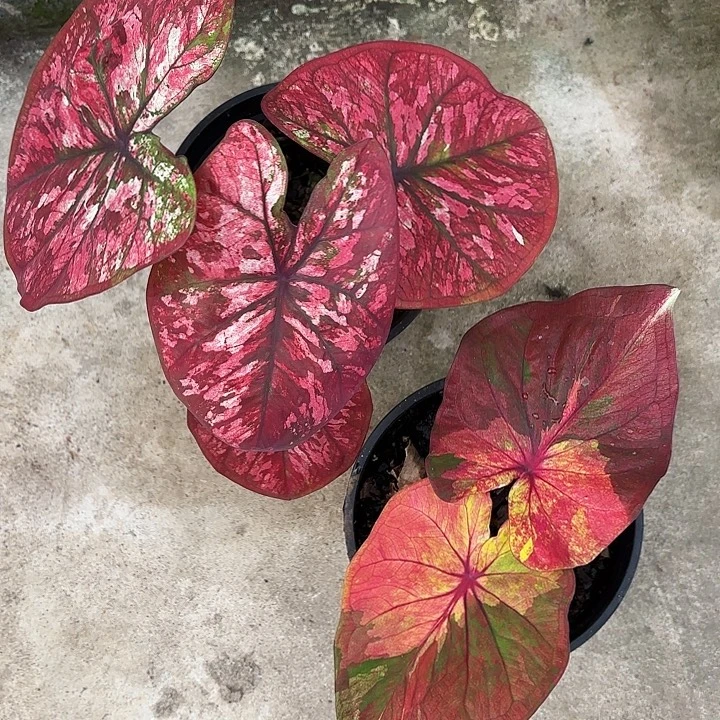 焦***丁30-1204两颗彩叶芋广东现货