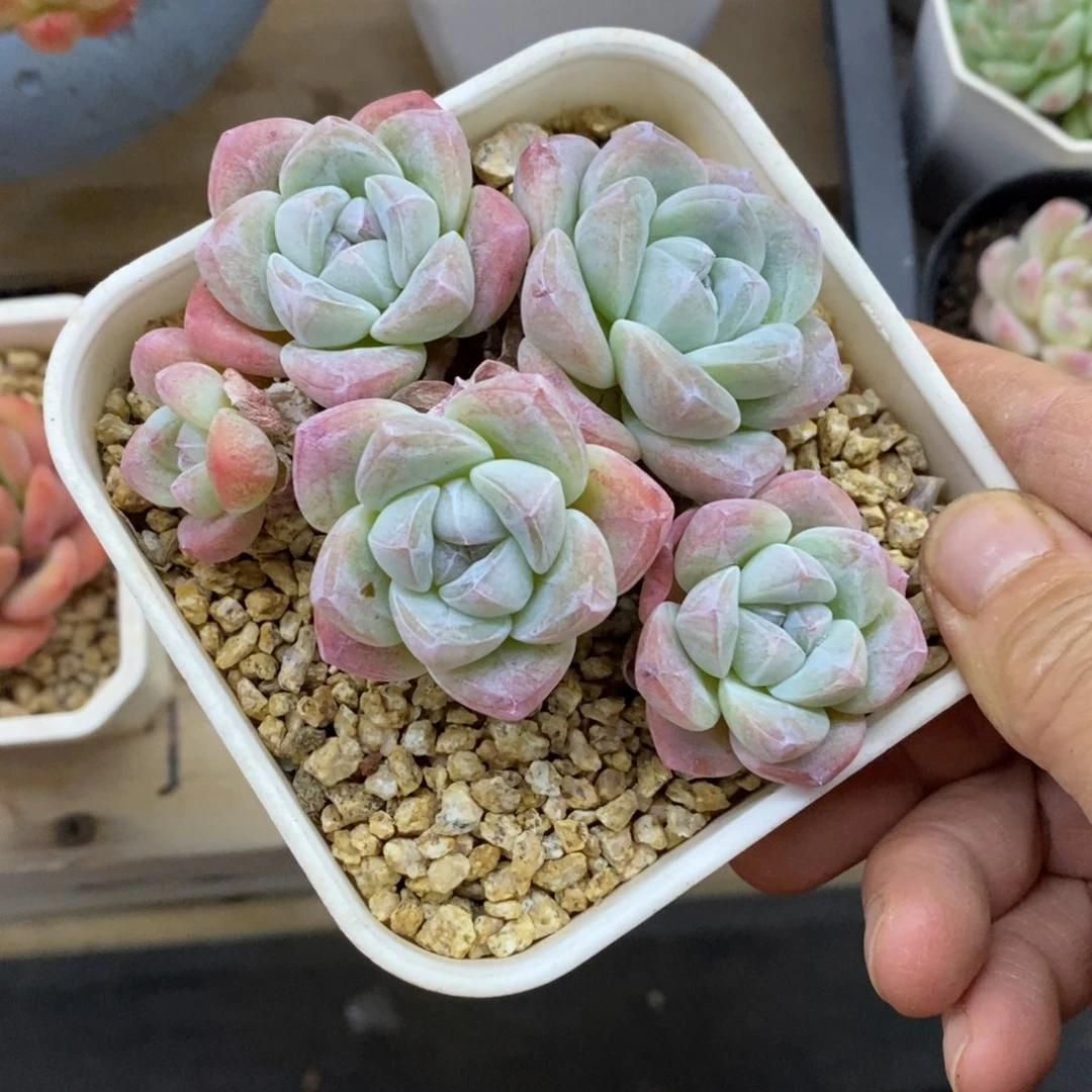 精品多肉一物一拍不包整439