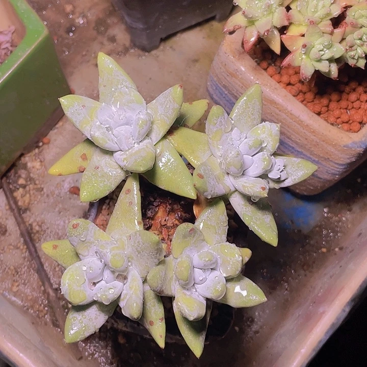 小鹿多肉一物一拍拇指