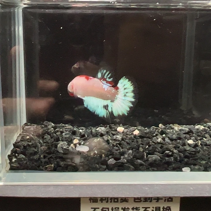 斗鱼竞拍跑单拉黑51