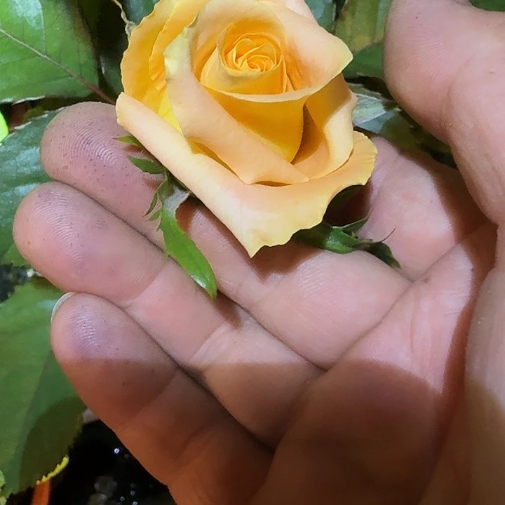 无花朵柠檬奶茶一加