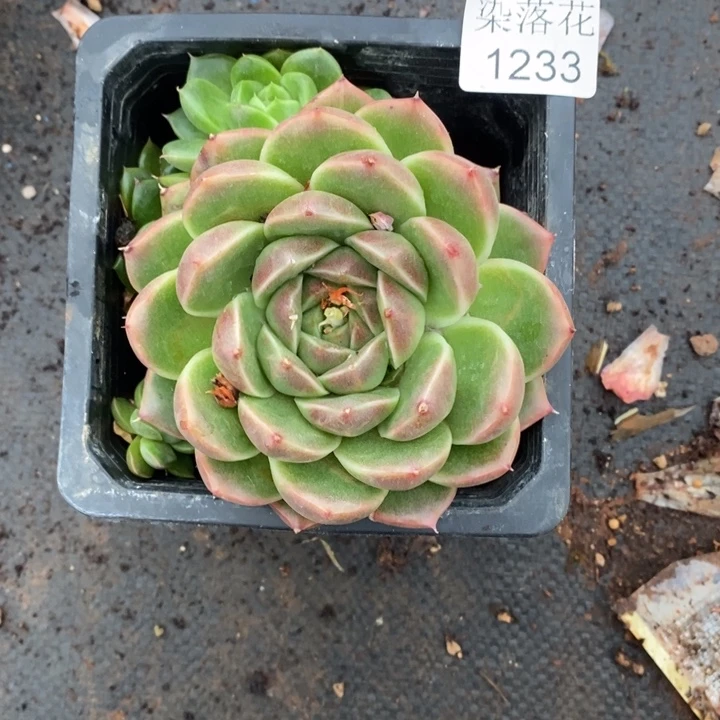 霸***蓉精品多肉植物1233不包整散