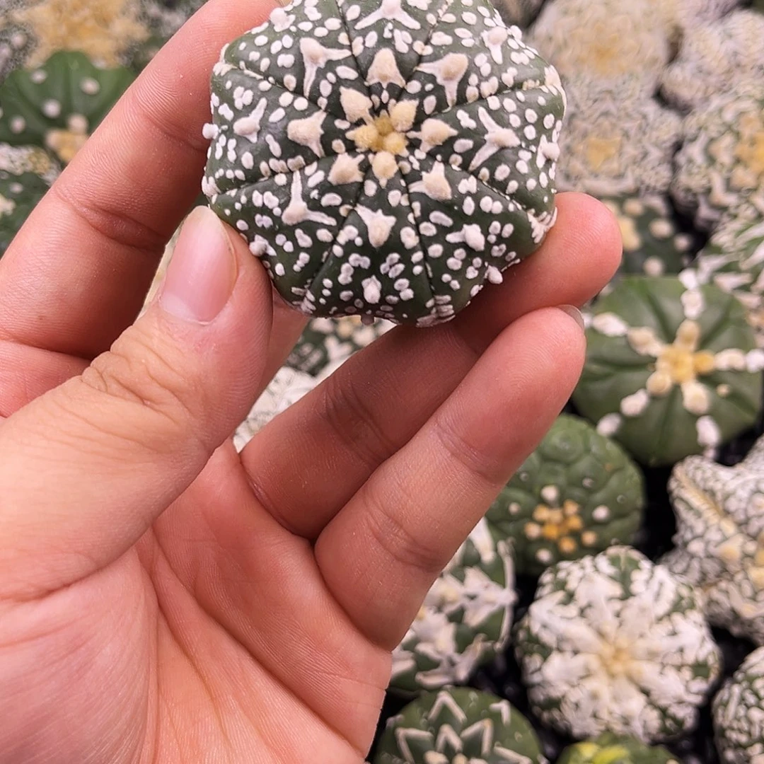 哈哈哈哈哈哈ｖ兜兜兜