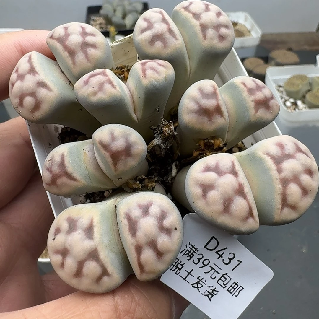 431多肉哈哈哈哈哈哈哈