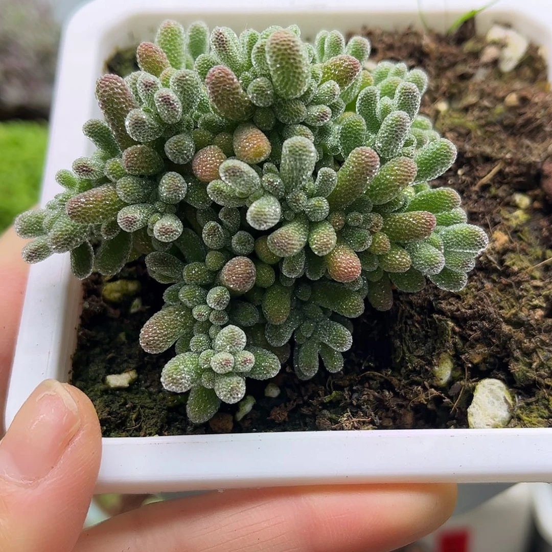 008五彩冰晶优选枝干