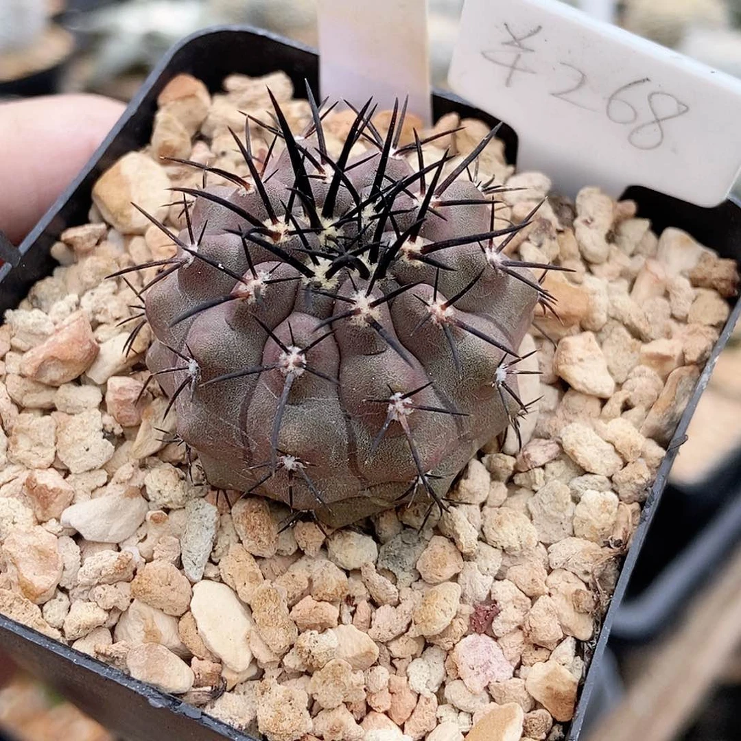 仙人球 帝冠龙 实生3.7cm