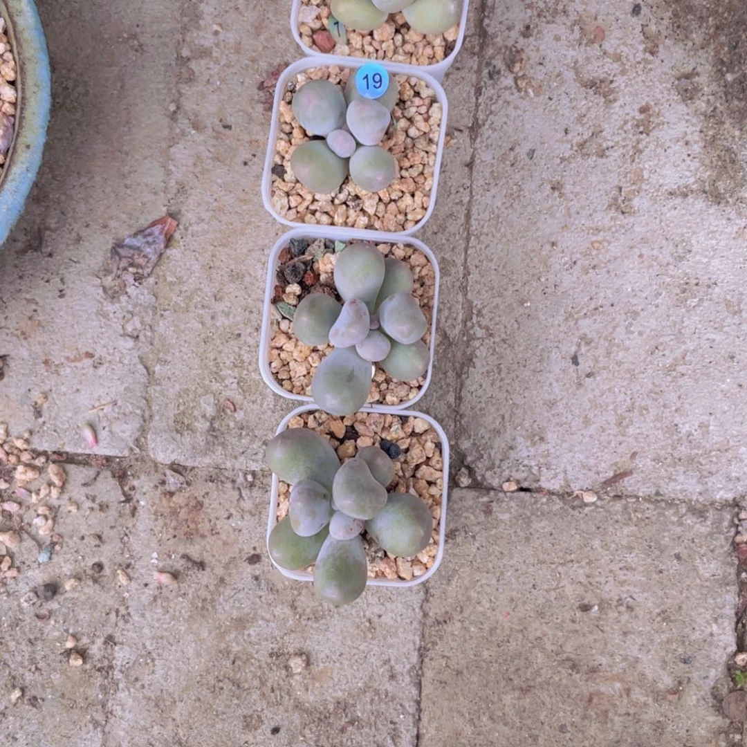 熙***姐多肉植物多肉植物