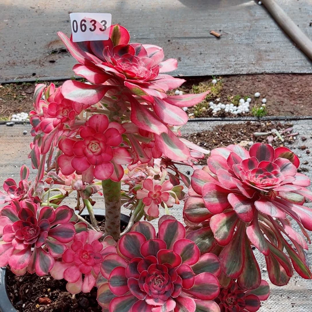 初恋多肉发货发货