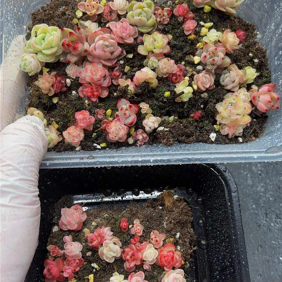 多肉植物多肉植物32