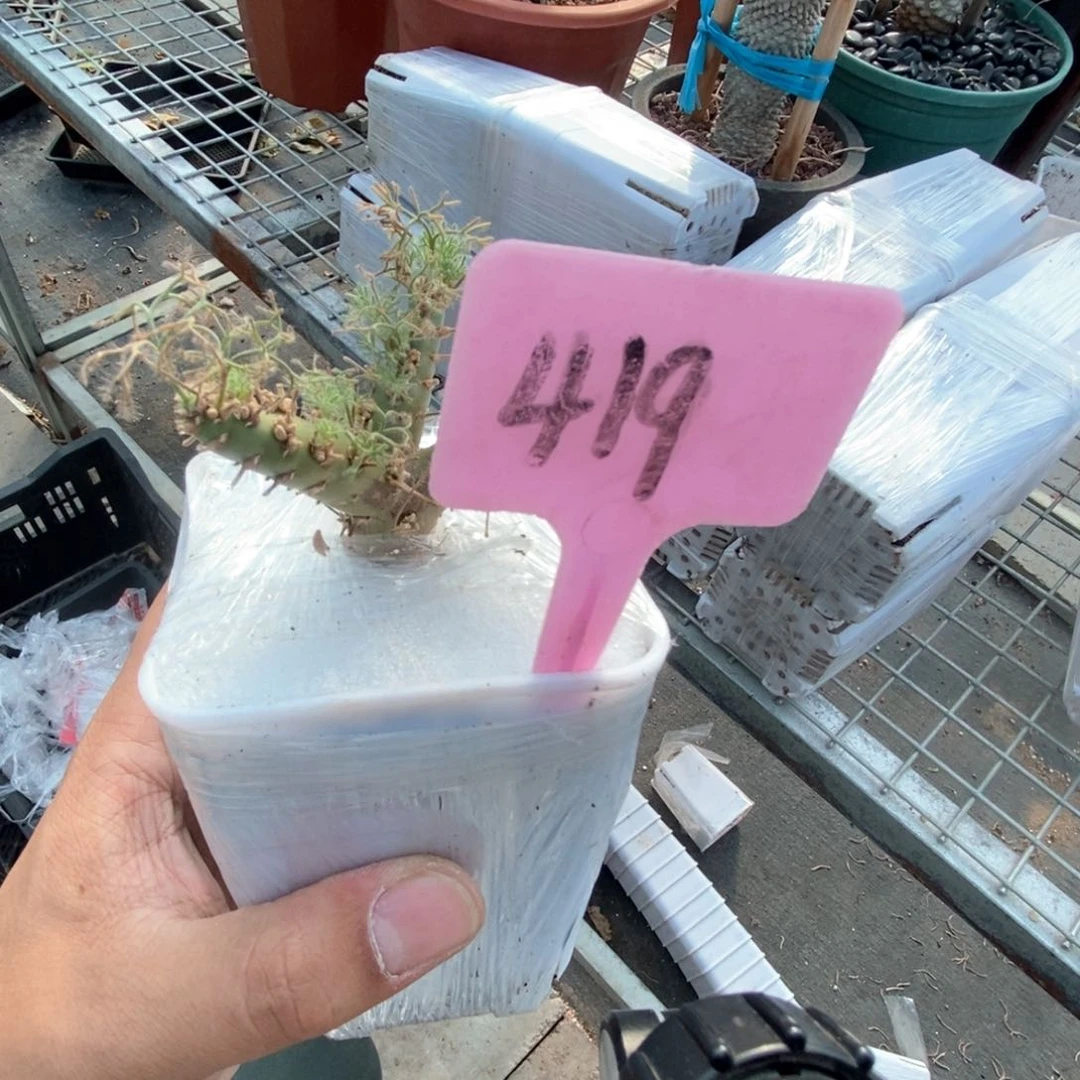 忈*白皮月界多肉植物