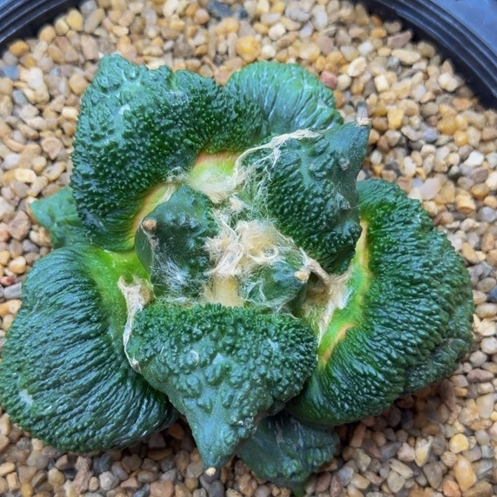 哥斯拉基因的外星血怒