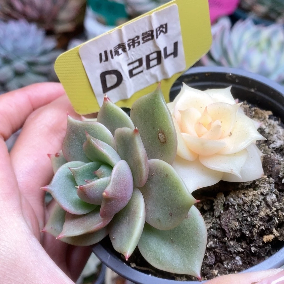 284贝加尔湖锦锦锦锦锦锦