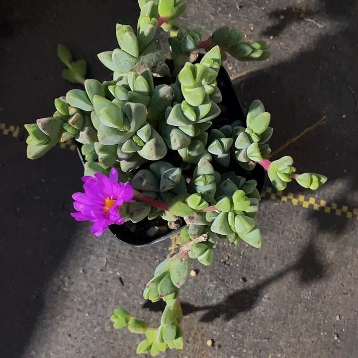 碧玉莲2.8带盆土发