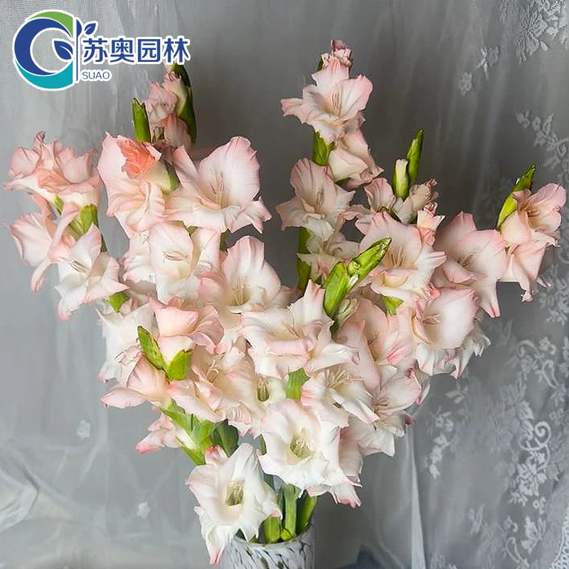 5颗【甜蜜生活】唐菖蒲剑兰种球进口球根花卉阳台室外庭院盆栽四季